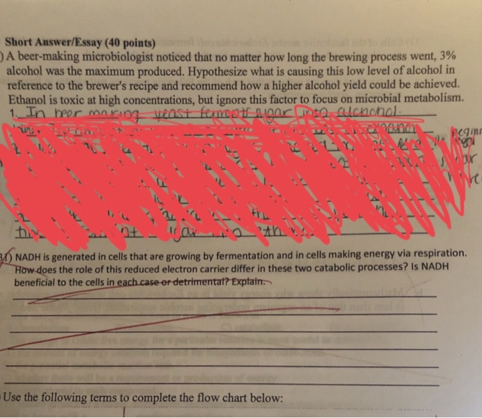 Make beer essay 06 picture