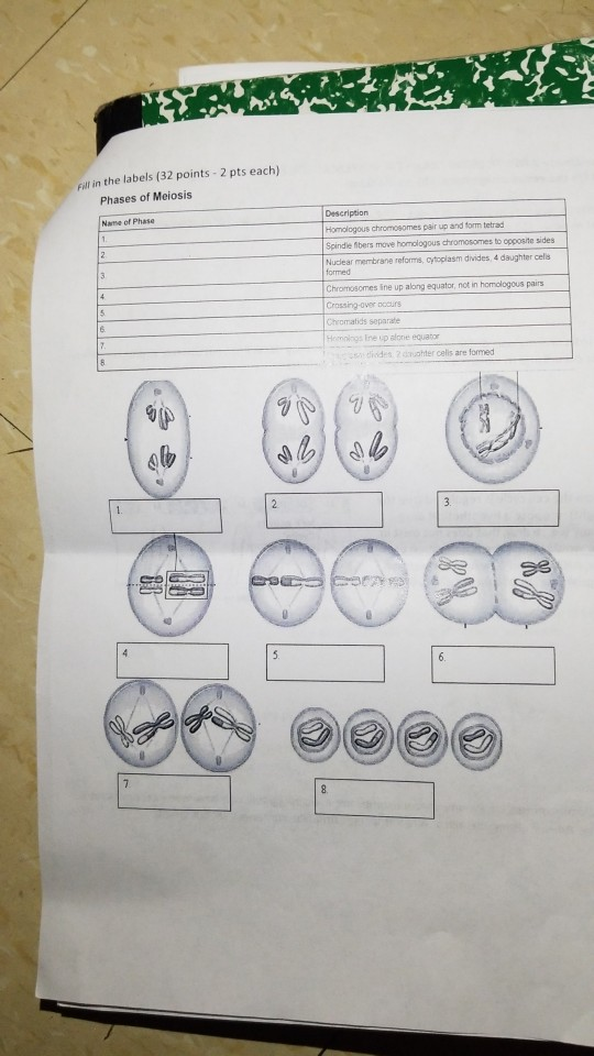 Meiosis Name The Phases Worksheet Answers