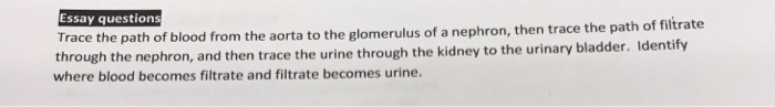Examples of essay questions and answers picture