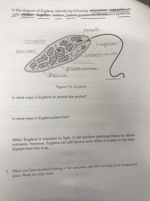 euglena diagram