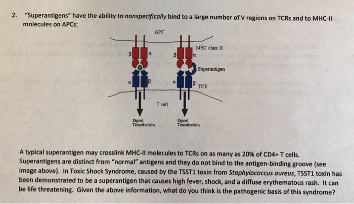 B-Cell Superantigens in Health and Disease - b-cell immunobiology