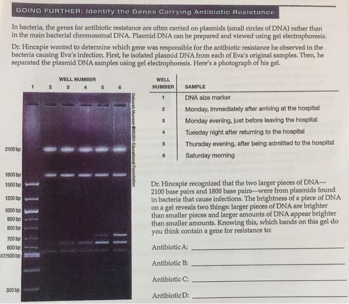 Solved Going Further Identify The Genes Carrying Antibiotic Chegg Com