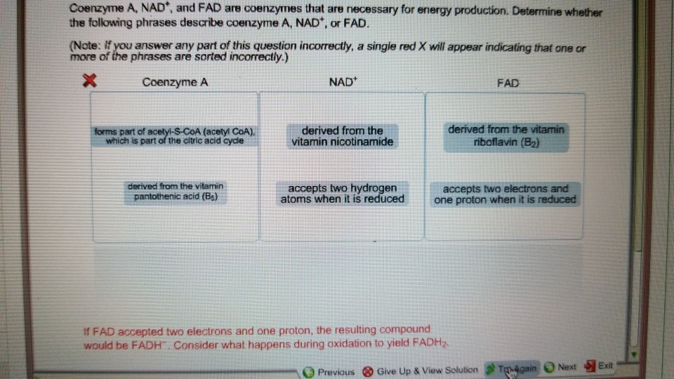 Solved Coenzyme A Nad And Fad Are Coenzymes That Are N Chegg Com