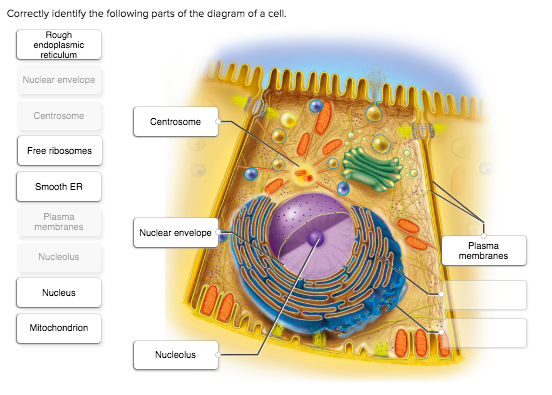 endoplasmic reticulum diagram in a cell