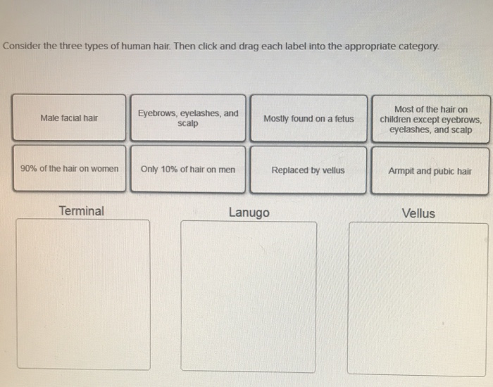 Solved Consider The Three Types Of Human Hair Then Click