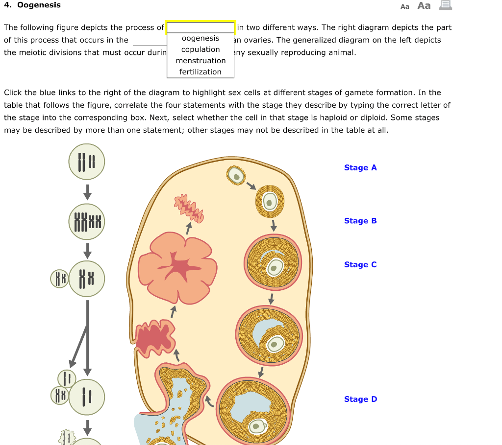 Solved 3 Male Human Reproductive Tract The Followi Chegg Com