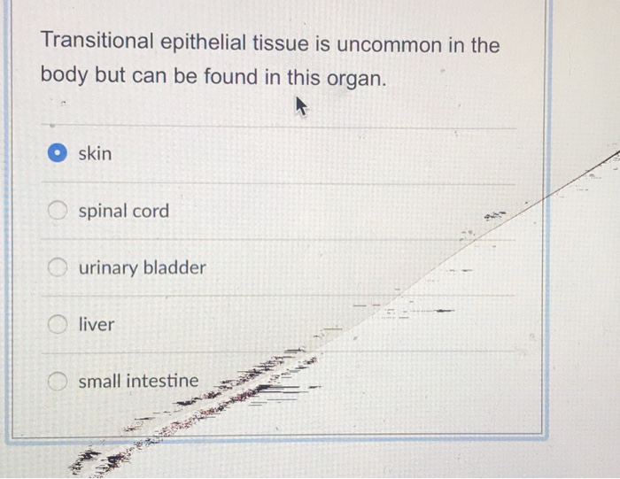 Transitional epithelium function image