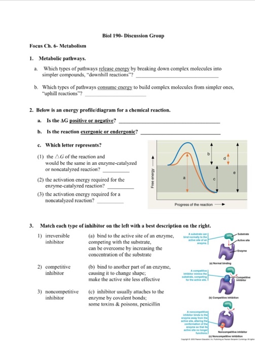 Solved Metabolic Pathways. Which Types Of Pathways Releas...