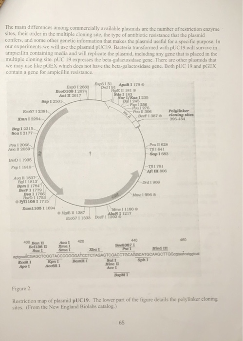 Solved Lab 9 Bacterial Transformation 15 Points Introdu Chegg Com