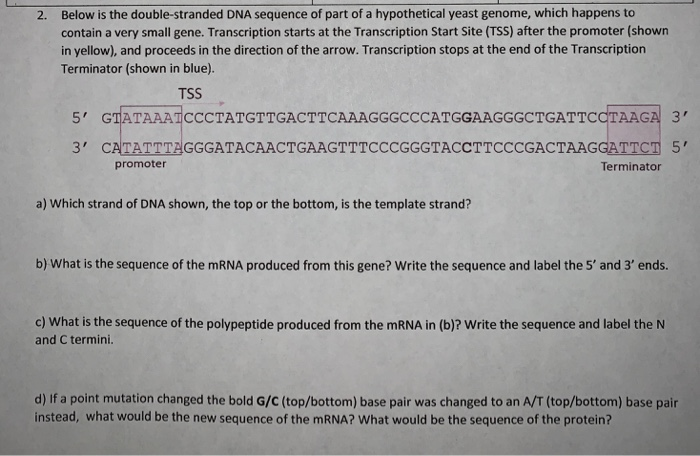 Solved Below Is The Double Stranded Dna Sequence Of Part Chegg Com