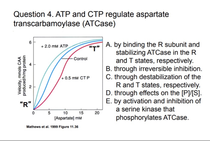 Solved Question 4 Atp And Ctp Regulate Aspartate Transca Chegg Com