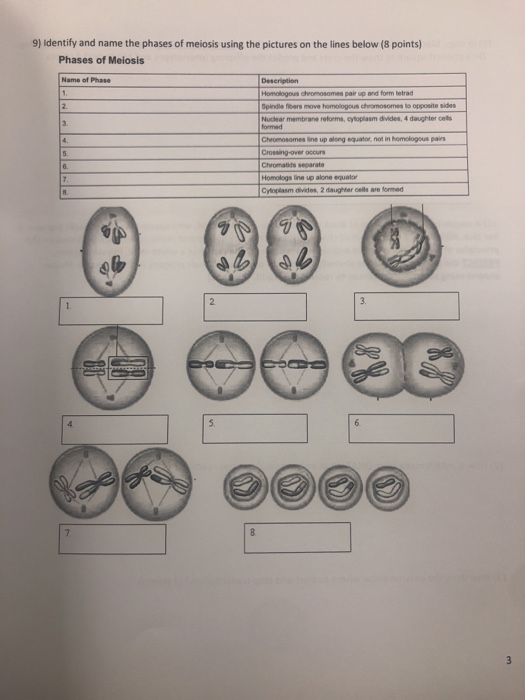 Solved 9) Identify And Name The Phases Of Meiosis Using The 