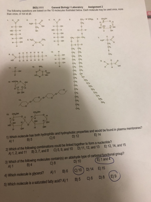 Biol1111 General Biology I Laboratory Assignment 2 Chegg 