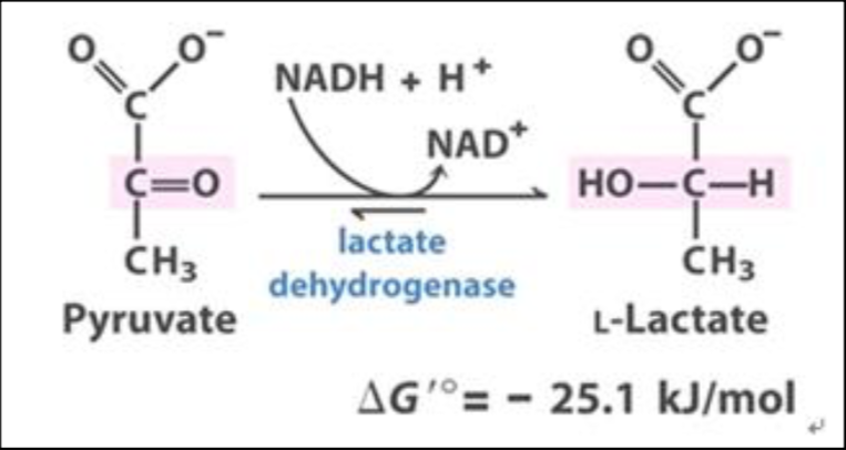 Solved Enzyme Kinetics Of Lactate Dehydrogenase Ldh Was Chegg Com