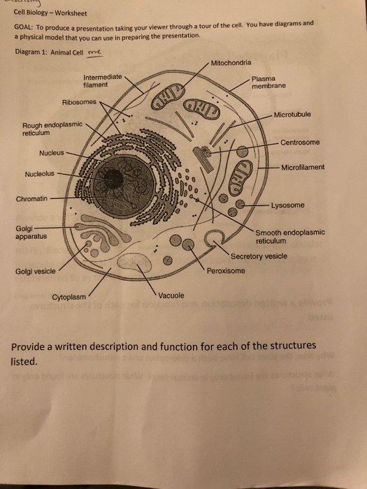 Cell Biology Worksheet Goal To Prod A Physical Model Chegg Com