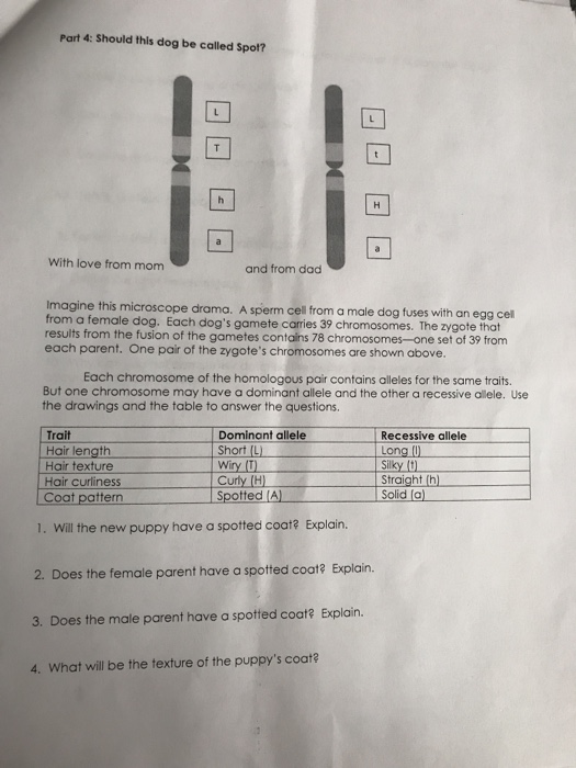 Solved Part 4 Should This Dog Be Called Spot With Love Chegg Com