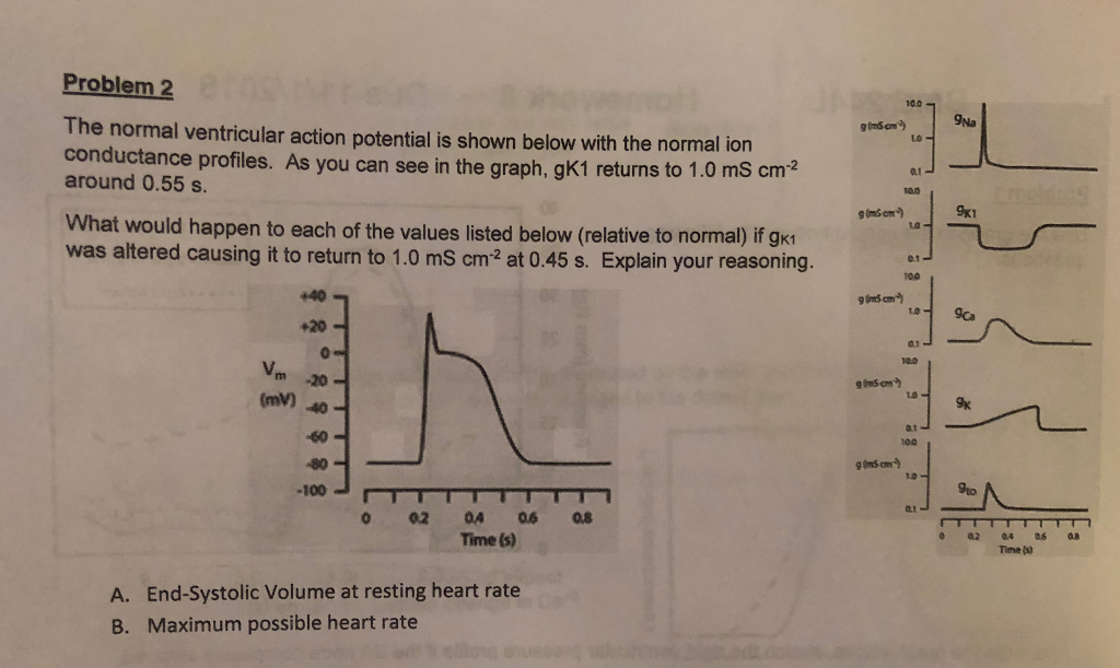 ventricular action potential