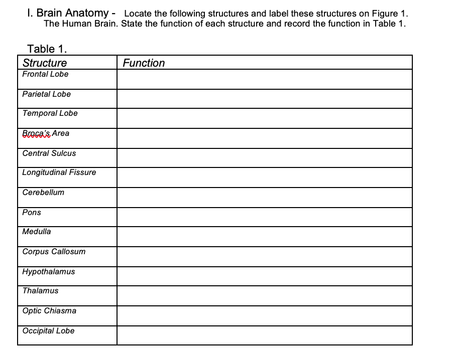 Solved 1. Brain Anatomy - Locate the following structures