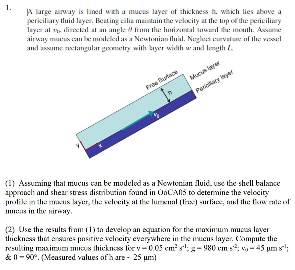 Solved A Large Airway Is Lined With A Mucus Layer Of Thic Chegg Com