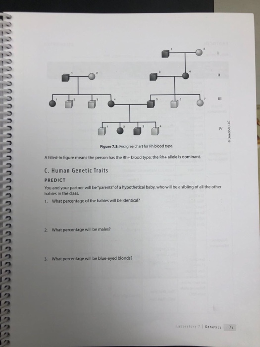 Figure 7 S Pedigree Chart For Rh Blood Type A Chegg Com