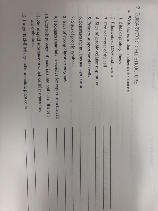 Solved 2. EUKARYOTIC CELL STRUCTURE a. Write the term that | Chegg.com