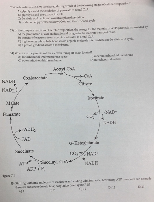 Solved 52 Carbon Dioxide (co2) Is Released During Which T