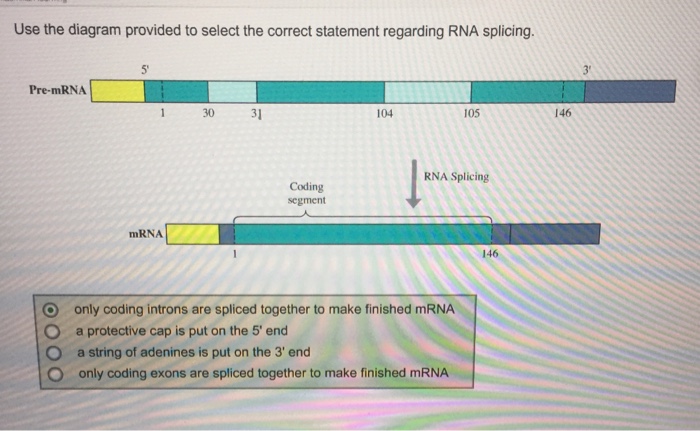 Use the diagram provided to select the correct statement regarding RNA splicing. 5 3 Pre-mRNA 1 30 3 104 105 146 RNA Splicing Coding segment mRNA 146 O O O only coding introns are spliced together to make finished mRNA a protective cap is put on the 5 end a string of adenines is put on the 3 end only coding exons are spliced together to make finished mRNA