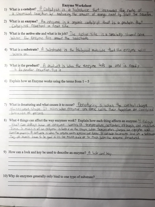 Solved Enzyme Worksheet of 2) what is an enzyme? An enyne is | Chegg.com