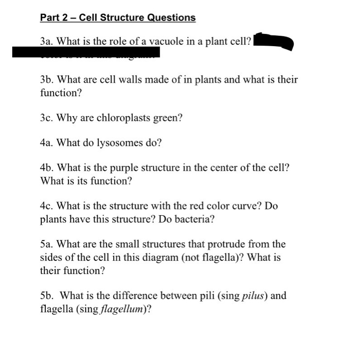 What Is The Role Of A Vacuole In A Plant Cell B Chegg Com