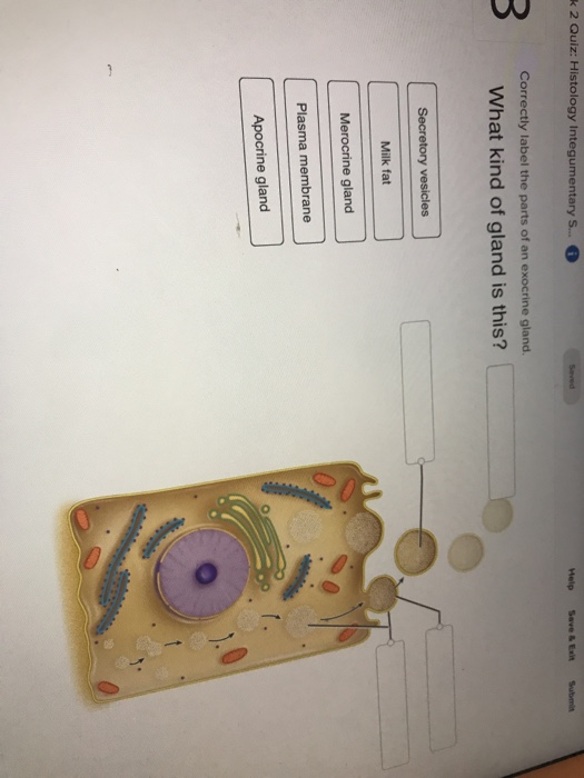 30 Correctly Label The Parts Of An Exocrine Gland Labels For Your Ideas