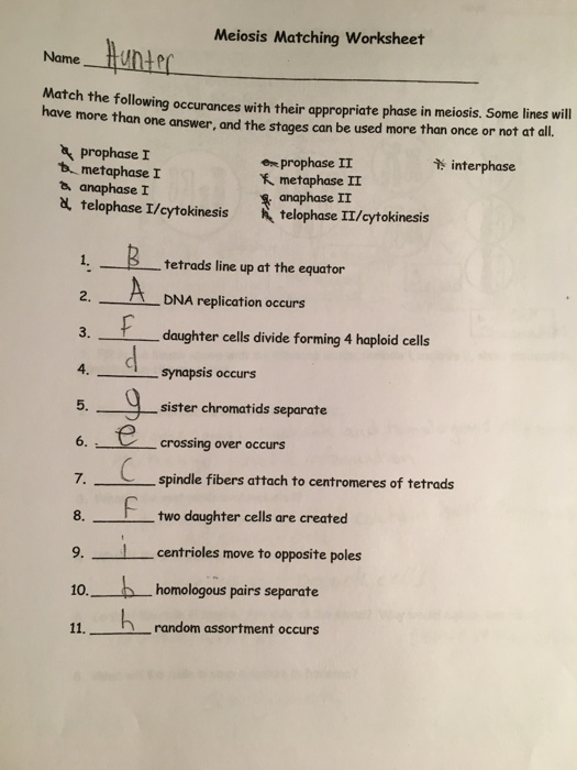 Solved: Meiosis Matching Worksheet Hunme Hunand Match The ...