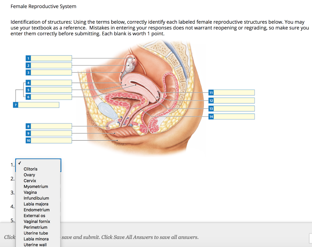 Solved Female Reproductive System Identification Of Struc Chegg Com