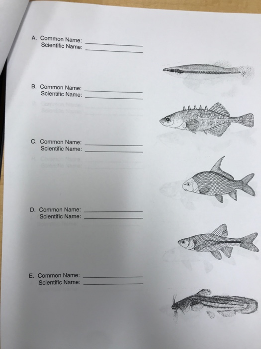 Fish Names Beginning With B, Common Names and Scientific Names