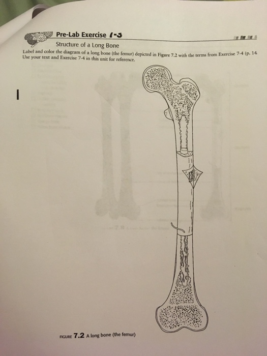 Solved Pre Lab Exercise 5 Structure Of A Long Bone Label Chegg Com