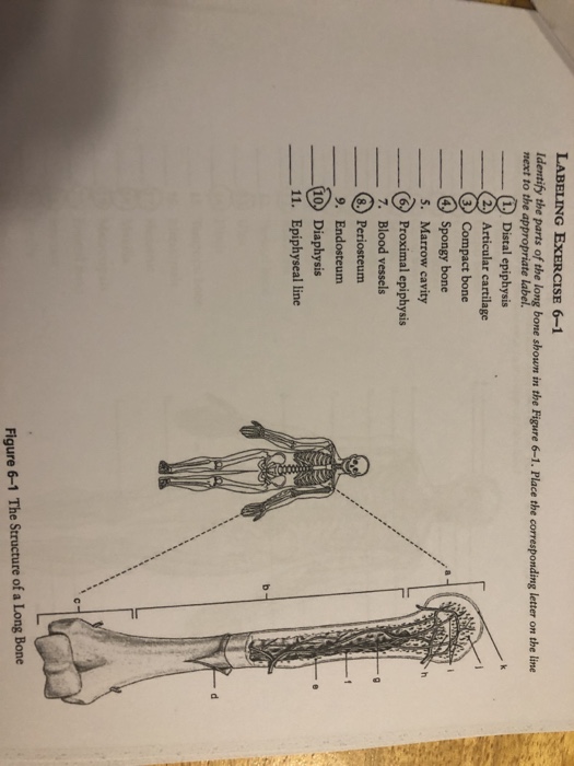 Long Bone Labeling Worksheet Answers - Skeletal System ...