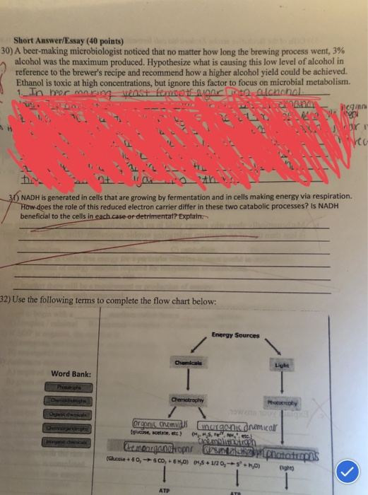 Beer production essay 08 image