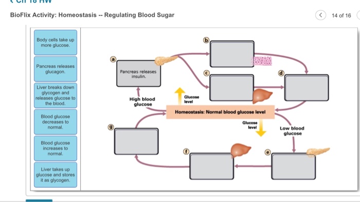 Bioflix Activity Homeostasis Regulating Blood Sugar Chegg 