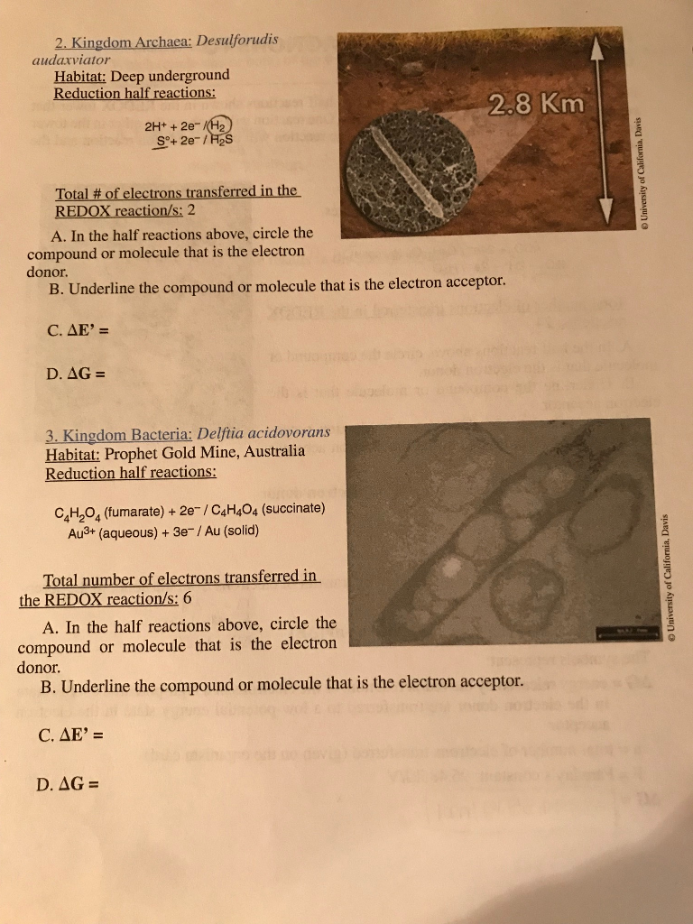 Solved 2 Kingdom Archaea Desulforudis Audaxviator Habit Chegg Com