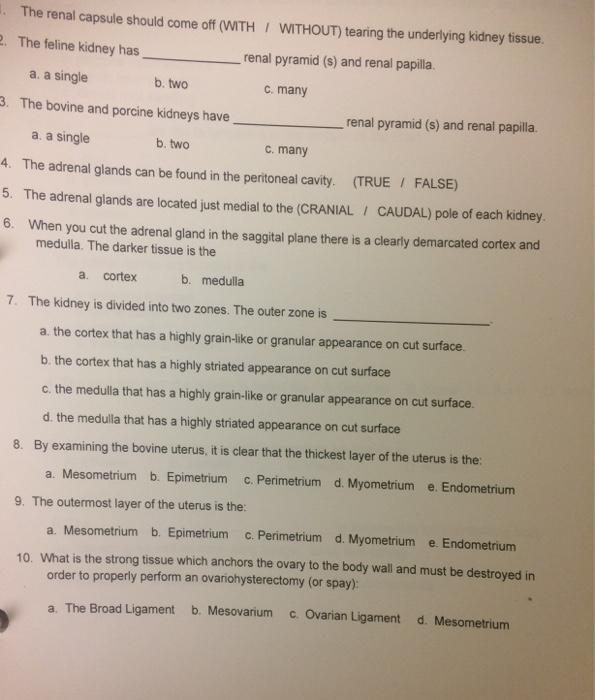 The renal capsule should come off (WITH I WITHOUT) tearing the underlying kidney tissue. The feline kidney hasrenal pyramid (s) and renal papilla 2. a. a single b. two c. many . The bovine and porcine kidneys renal pyramid (s) and renal papilla. ve a. a single 4. The adrenal glands can be found in the peritoneal cavity. (TRUE / FALSE) 5. The adrenal glands are located just medial to the (CRANIAL/ CAUDAL) pole of each kidney. 6. When you cut the adrenal gland in the saggital plane there is a clearly demarcated cortex and b. two c. 

<div class=