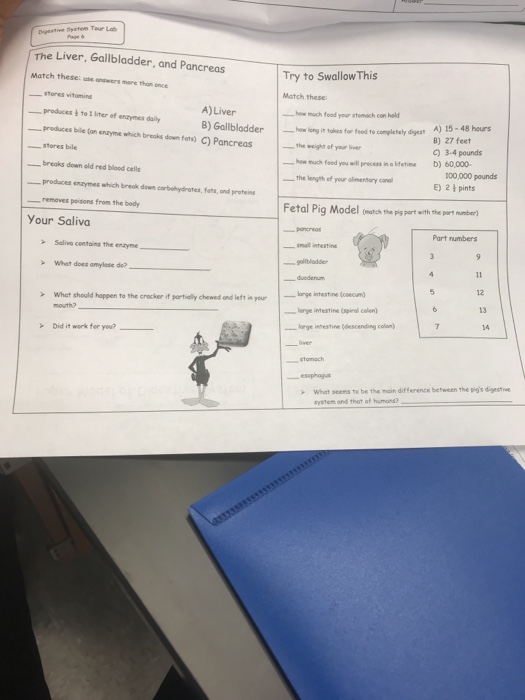 The Digestive System Is A Giant Food Processor The Chegg 