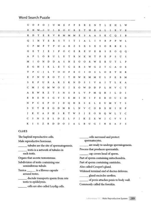 To improve her vision lasik needs to make samantha's cornea more convex picture