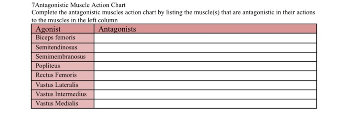 Muscle Action Chart