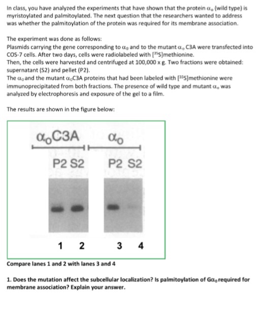 In class, you have analyzed the experiments that have shown that the protein α. (wild type) is myristoylated and palmitoylated. The next question that the researchers wanted to address was whether the palmitoylation of the protein was required for its membrane association The experiment was done as follows: Plasmids carrying the gene corresponding to ao and to the mutant a, C3A were transfected into COS-7 cells. After two days, cells were radiolabeled with [hS)methionine Then, the cells were harvested and centrifuged at 100,000xg. Two fractions were obtained: supernatant (S2) and pellet (P2). The αο and the mutant α.c3A proteins that had been labeled with Ps5]methionine were immunoprecipitated from both fractions. The presence of wild type and mutant a, was analyzed by electrophoresis and exposure of the gel to a film. The results are shown in the figure below: P2 S2 P2 S2 Compare lanes 1 and 2 with lanes 3 and 4 1. Does the mutation affect the subcellular localization? Is palmitoylation of Gag required for membrane association? Explain your answer.