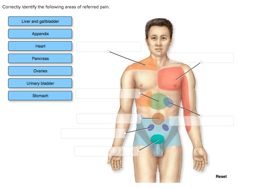 Correctly identify the following areas of referred pain Liver and gallbladd...