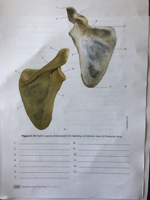 right scapula anterior view