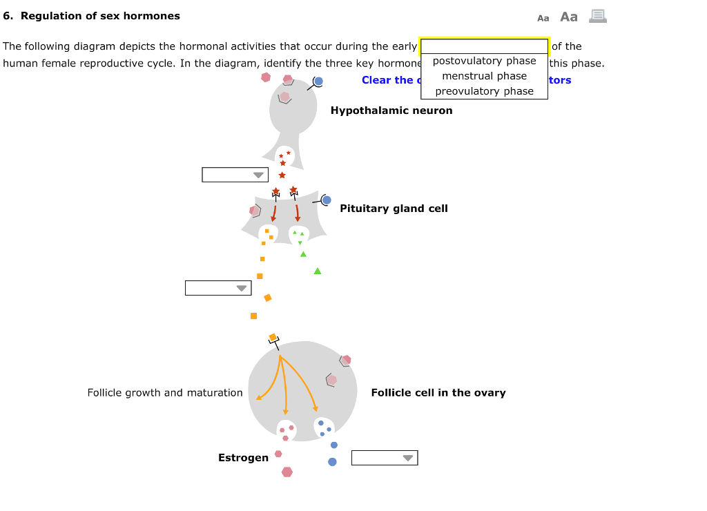 Solved 6 Regulation Of Sex Hormones The Following Diagra