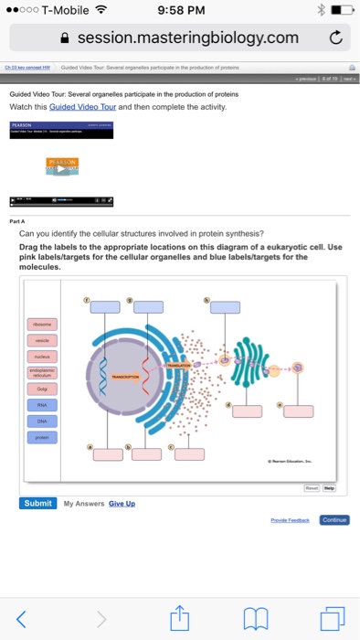 Solved: ..ooo T-Mobile? 9:57 PM Session.masteringbiology.c ... cell diagram label art 