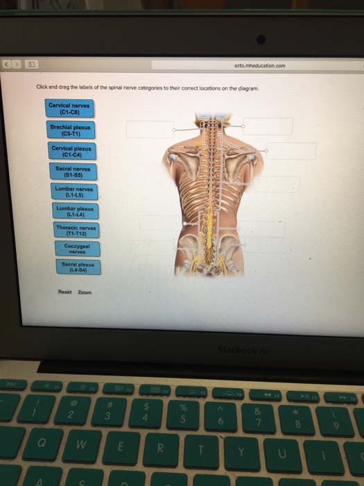 Solved: Click And Drag The Labels Of The Spinal Nerve Cate... | Chegg.com