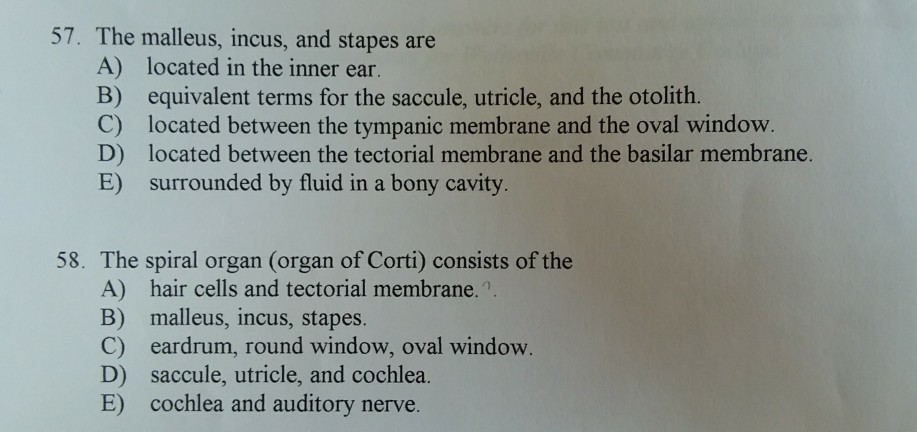 57 The Malleus Incus And Stapes Are A Located In Chegg Com