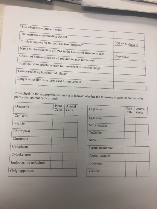 Solved Site where ribosomes are made The membrane | Chegg.com